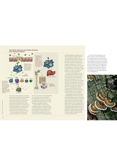 Christopher Hobbs's Medicinal Mushrooms: The Essential Guide: Boost Immunity, Improve Memory, Fight Cancer, Stop Infection, And Expand Your Consciousness