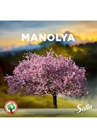 5 Adet Tohum Nadir Manolya Ağaç Tohumu Saksı Toprak Hediye