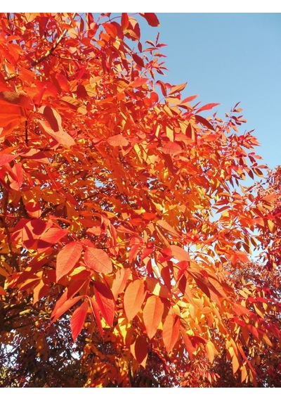 Amerikan Dişbudak Fidanı - Fraxinus Americana
