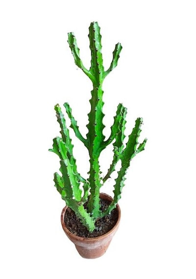 Euphorbia Najuneranatanii - 90 Cm