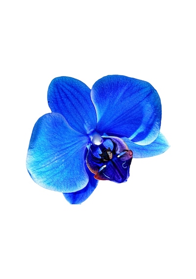 25 Adet Phalaenopsis Mavi Orkide Tohumu 10 Adet Gül Tohumu N111638