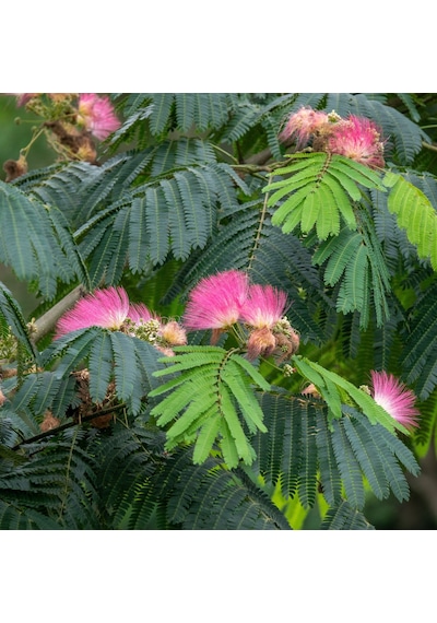 2 Adet Gülibrişim Fidanı Hibiscus Syriacus :