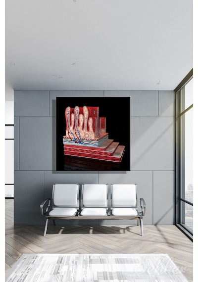İnsan Mide Duvarının Doku Katmanlarını Gösteren 3d Anatomik İllüstrasyon Yatay Kanvas Tablo 3508