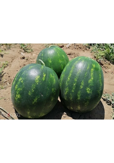 Eko Paket 50 Tohum Adana Karpuzu Tohumu Karpuz Tohumu + Hed