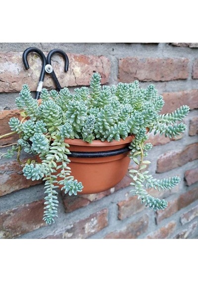 10 Adet Sedum Dasyphyllum Succulent Tohumu