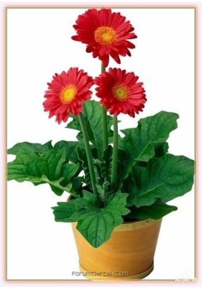20 Adet Tohum Nadir Kırmızı Gerbera Çiçeği Tohumu Saksı Toprak He