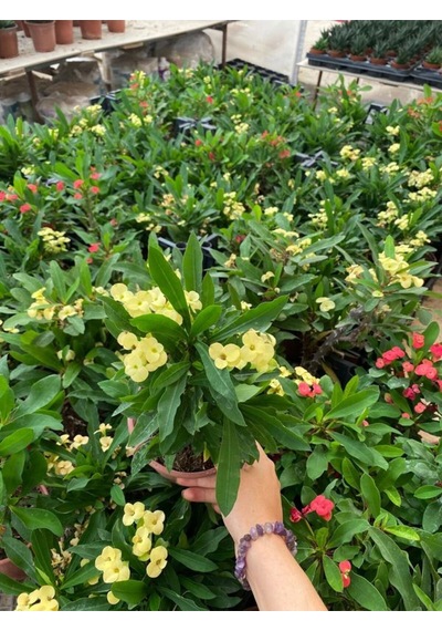 Yellow Euphorbia Milii Sarı Renk Dikenler Tacı Çiçeği 1 Adet Saksılı 20-30cm