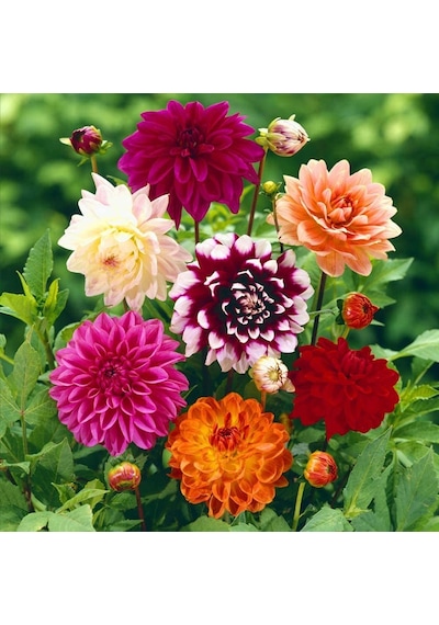 Karışık Dahlia Yıldız Çiçeği Yumrusu 5 Adet