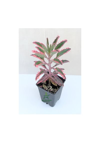 Toz Pembe Aşkın Gözyaşı Çiçeği 1 Adet Saksılı 10-15cm