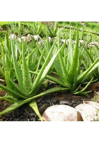 Serada Decor Plant Bol Yavrulu Aloe Vera Çiçeği Bitkisi Cilt İçin Uygun Sırrısabır Bitkisi
