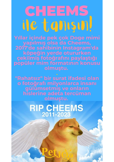 Petjoo 18.Cheems Sarı-Pembe Qr'lı Köpek Künyesi