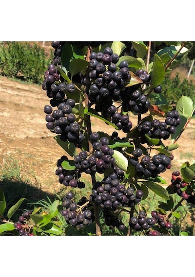 Nero Cinsi Siyah Aronya Chokeberry Fidanı