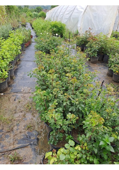 2 Yaş Cherry Girll Kırmız İthal Gül Fidanı