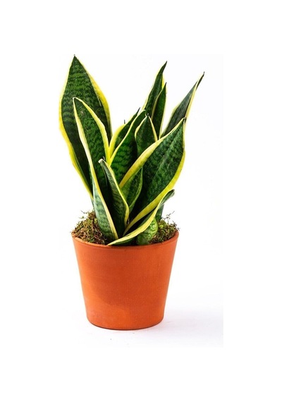 Serada Decor&plant Paşa Kılıcı Sansevaria Peygamber Kılıç Çiçeği 45-55 Cm