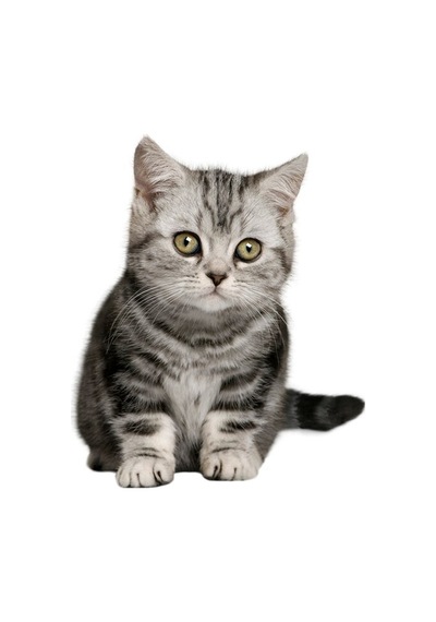Minik Sevimli Kedi Araba Sitcker Yapıştırması 19CM