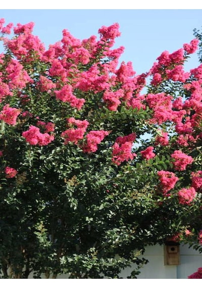 Videolu Mis Kokulu 4 Adet Oya Ağacı Fidanı Tüplüsaksılı 30-60cm Lacebark Pine Sapling Diğer