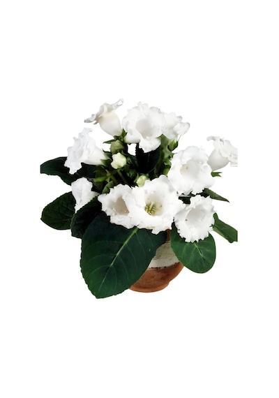 Mont Blanc Gloxinia Gloksinya Bardak Menekşesi Çiçeği Soğanı 1 Adet