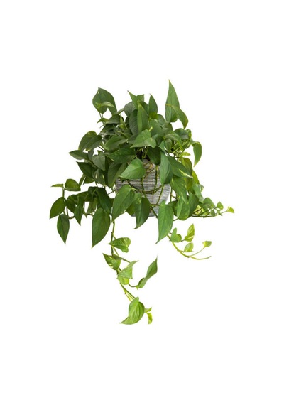 Videolu Pothos Salon Sarmaşığı 1 Adet Saksılı 20-40cm Iç Mekan Ev Salon Bitkisi Epipremnum Aureum