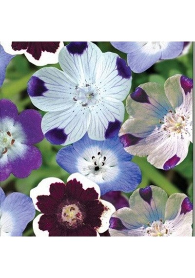 10 Adet Natural Flower Baby Eyes Mix Tohumu