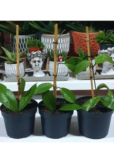 Mum Çiçeği Fidanı Hoya Carnosa 1 Adet