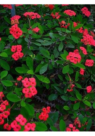 Milli Dikenler Tacı Kırmızı Renk Euphorbia Milli 10-20 Cm