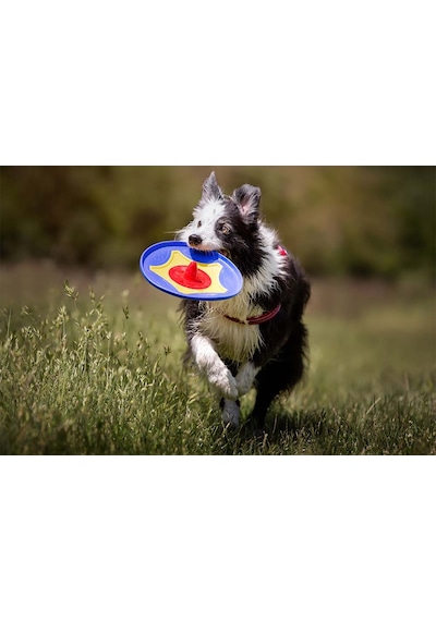 Trotto Disk Köpek Oyuncağı Renkli
