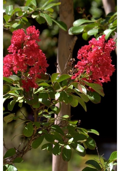 Videolu Kırmızı 40-60 Cm Oya Ağacı Fidanı Dış Mekan Ağaçları Red Lagerstroemia