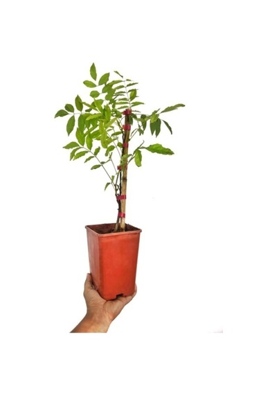 Mor Salkım Çiçeği Sarmaşık Wisteria Sinensis 40-50 Cm Bitki Toprağı Torf