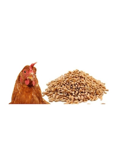 Buğday Yem 10 Kg Doğal Buğday Yemi Tavuk Yemi Kuş  Yemi