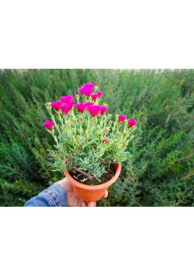 İZMİR GÜZELİ 5 ADET - PEMBE ÇİÇEKLİ ve ÇOK YILLIK BİTKİ (Saksıda)