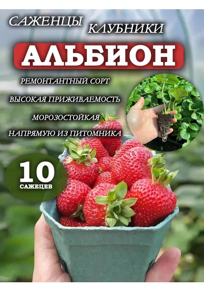 Albion Çilek Fidanı Ve Fide Seti 10 Ad