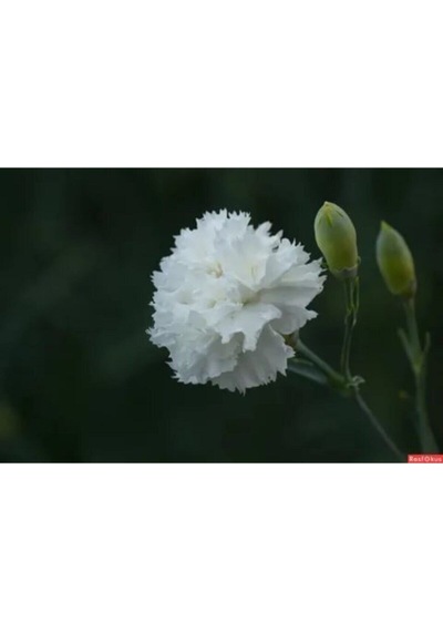 Kokulu Beyaz Karanfil Çiçeği Fidanı 35-50cm Saksılı Çiçekli Bodur Bitkiler White Carnation