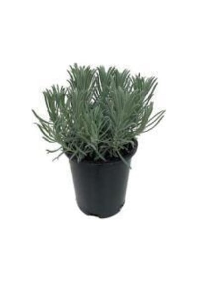 Saksılı Lavanta Fidanı 1 Adet 30-40 Cm Lavandula Intermedia