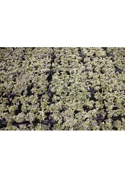 Küçük Yapraklı Hedera Sarmaşık 5 Adet N11.26785