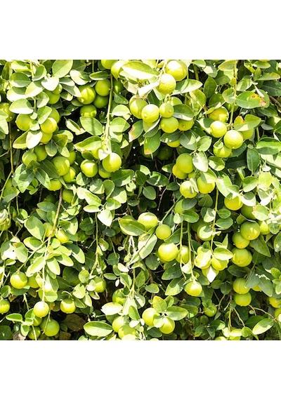 LİME MİSKET LİMON FİDANI - Limequat