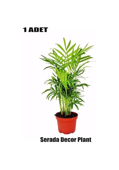 Areka Palmiyesi Ev Ofis Salon Bitkisi Chamaedorea 8cm'lik Saksıda
