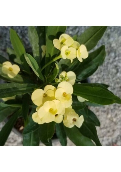 Serada Decor Plant Euphorbia Milii Dikenler Tacı Çiçekli Sarı Kaktüs 1.kalite Özel Ürün