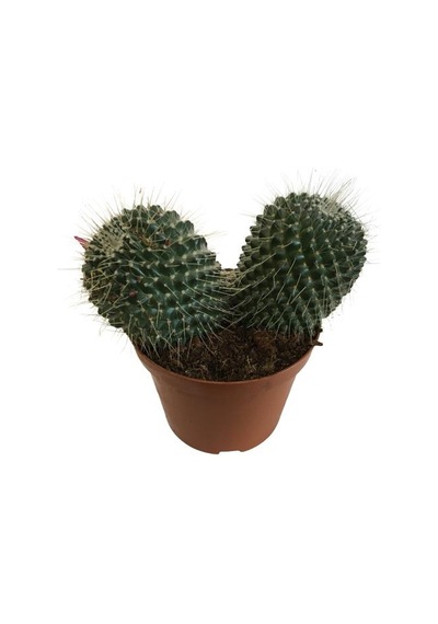 Mammillaria Spinosissima - Büyük Boy 14lük Saksıda Ürün