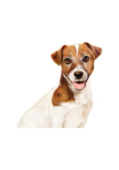 Ayrex Mini Ageing +8 Yaşlı Köpek Maması 12 X 85gr