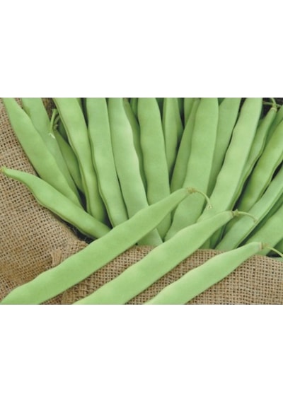 May Gina Fasulye 500 GR 2022 Üretimli