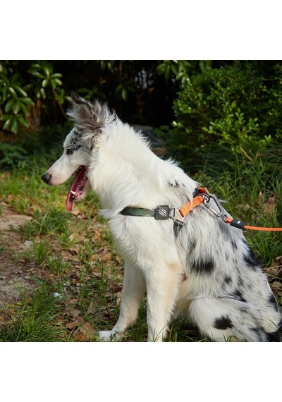 M-pets Wıld Jungle Harness S Çok Renkli