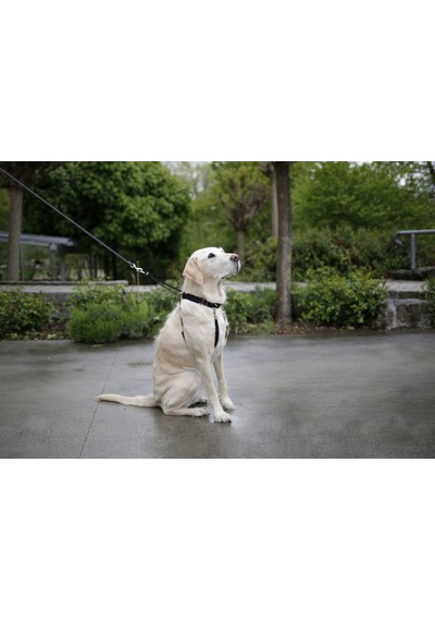 Köpek Bel Tasması Siyah Norveç Tipi 65 - 85 Cm Siyah