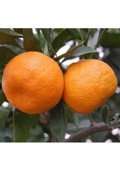 Bitkifidan 5 Yaş Aşılı Satsuma Mandalina Fidanı