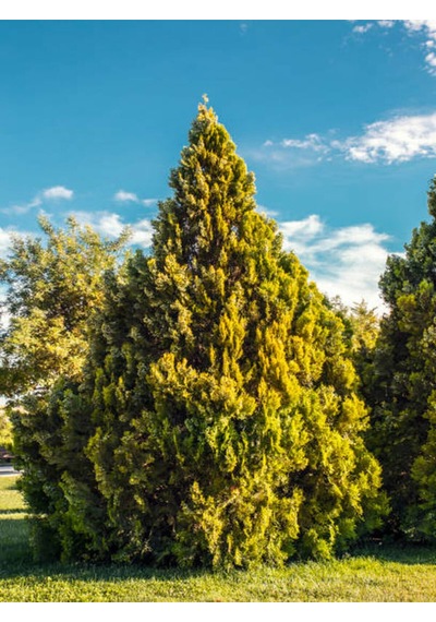 Videolu Kokulu Limoni Selvi Fidanı 10 Adet 40-60cm Saksılı Lemon Cypress Sapling