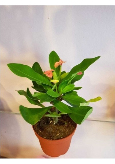 Dikenler Tacı Euphorbia Milli Fidanı 10-20 Cm