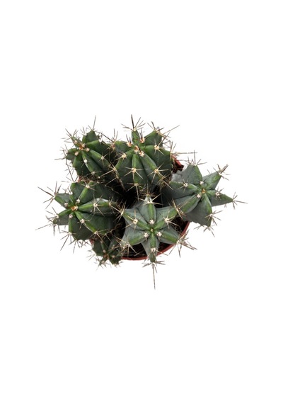 Stenocereus Pruinosus (Kaktüs) Ø8,5 CM Y10-15 CM