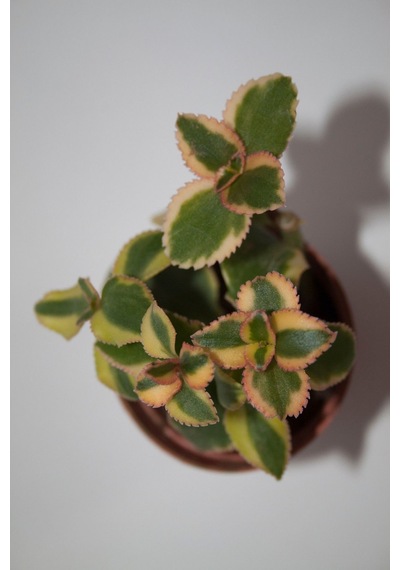 Crassula Sarmentosa Variegata Sarkan Sukulent Tekli 5,5 Cm Saksıda