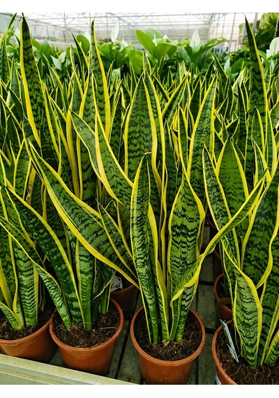 Alacalı Paşa Kılıcı Sansevieria - Büyük Boy 50-60 Cm