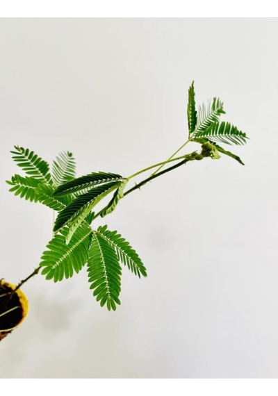 Mimosa Pudica Küstüm Çiçeği Canlı Bitki 10-20 Cm