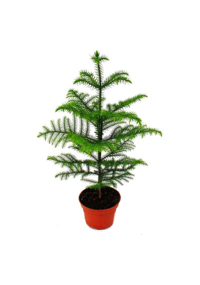 Arokarya Tohumu 3 Tohum Salon Çamı Araucaria + Tohu